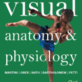 Test Bank for Visual Anatomy & Physiology 3rd Edition