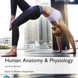 (eBook PDF)Human Anatomy & Physiology, 11th Global Edition by Elaine N. Marieb ET ALL