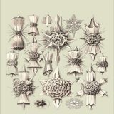 (eBook PDF)Randomness in Evolution by John Tyler Bonner